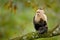 Wildlife of Costa Rica. Travel holiday in Central America. White-headed Capuchin, black monkey sitting on tree branch in the dark