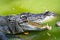 Wildlife crocodile open mouth on white background