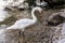 Wildlife curios White Swan in Austria