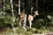 Wildlife deer bambi landscape