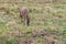 Wildlife Deer eating grass