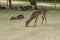 Wildlife, deer family, brown, graceful deer, in an open-air park