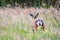 Wildlife Deer Fawn in german Reh, Kitz or Rehkitz Capreolus capreolus close up walking in the gras