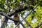 Wildlife: At Dusk, a Spectacled Owl readies for the hunt in the Northern Jungles of Guatemala