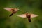 Wildlife Ecuador, humming fight. Brown Inca, Coeligena wilsoni, , hummingbird from Colombia, Ecuador and Peru. Beautiful bird with