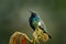 Wildlife Ecuador, humming fight. Brown Inca, Coeligena wilsoni, , hummingbird from Colombia, Ecuador and Peru. Beautiful bird with