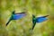 Wildlife Ecuador, two blue bird fight in the forest habitat. Great sapphirewing, Pterophanes cyanopterus, big blue hummingbird,
