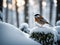 Wildlife Elegance of a robin : Bokeh Dreams in Winter\\\'s Embrace