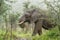 Wildlife - Elephant in the rain