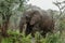 Wildlife - Elephant in the rain