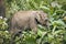 Wildlife elephant in Sri Lanka