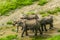 Wildlife - Elephants