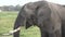 Wildlife. Elephants. African Elephants herd feeding. Family of Elephants on the Move. Wildlife in savanna, Kenya, Africa