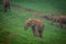 Wildlife Elephants family in safari in Africa.