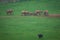 Wildlife Elephants family in safari in Africa.