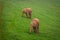 Wildlife Elephants family in safari in Africa.