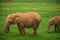 Wildlife Elephants family in safari in Africa.