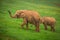 Wildlife Elephants family in safari in Africa.