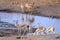 Wildlife - Etosha National Park - Namibia