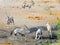 Wildlife - Etosha National Park - Namibia