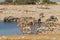 Wildlife at an Etosha waterhole