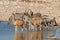 Wildlife at Etosha waterhole