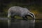 Wildlife in Europe forest. Badger in wood, animal in nature habitat, Germany, Europe. Wild Badger drink water in the river, Meles