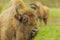 Wildlife - European Bison - Wisent