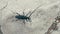 Wildlife european Black Longhorn beetle is cleaning long antennaes using legs