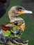 Wildlife of the Everglades National Park - Image-Montage of Birds, Alligator, Flowers and Butterfly