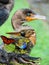 Wildlife of the Everglades National Park - Image-Montage of Birds, Alligator, Flowers and Butterfly