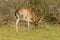 Wildlife - Fallow Deer