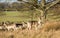 Wildlife: A Fallow deer stag with his herd in Richmond Park, London, UK. 3