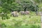 Wildlife of family Asian Elephant walking and looking grass for food in forest. Kui Buri National Park. Thailand