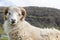 Wildlife in the Faroe Islands. Sheep on Vagar island. Faroe Islands. Denmark. Europe