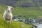 Wildlife in the Faroe Islands. Sheep on Vagar island. Faroe Islands. Denmark. Europe