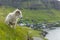 Wildlife in the Faroe Islands. Sheep on Vagar island. Faroe Islands. Denmark. Europe