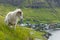 Wildlife in the Faroe Islands. Sheep on Vagar island. Faroe Islands. Denmark. Europe