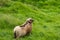 Wildlife in the Faroe Islands. Sheep on Vagar island. Faroe Islands. Denmark. Europe