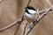 Wildlife Fauna Small Tiny Bird Birds Black Capped Chickadee