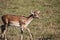 Wildlife,fawn walking in green field