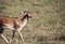 Wildlife,fawn walking in green field