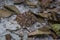 Wildlife: A Fer-de-lance Bothrops asper is seen in a trail in Peten, Guatemala