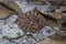 Wildlife: A Fer-de-lance Bothrops asper is seen in a trail in Peten, Guatemala