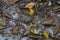 Wildlife: A Fer-de-lance Bothrops asper is seen in a trail in Peten, Guatemala
