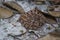 Wildlife: A Fer-de-lance Bothrops asper is seen in a trail in Peten, Guatemala