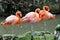 Wildlife flamingo