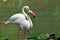 Wildlife flamingo