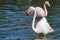 Wildlife flamingo in the water