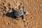 WILDLIFE- Florida- Close Up of a Tiny Newly Hatch Sea Turtle